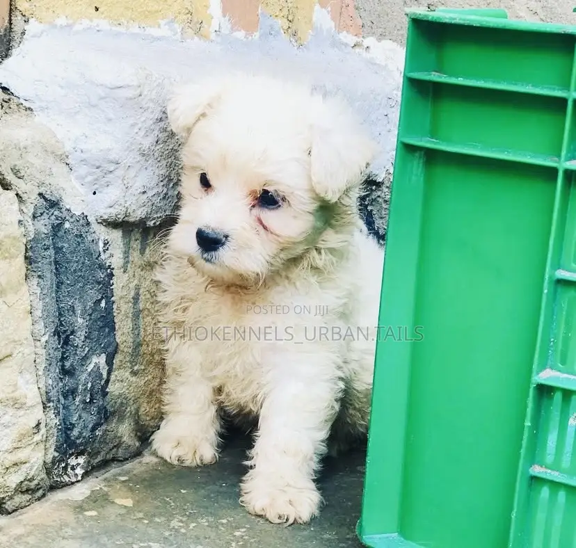 1-3 months Male Purebred Maltese