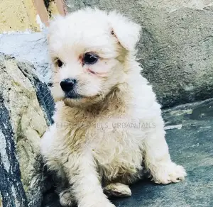 1-3 months Male Purebred Maltese