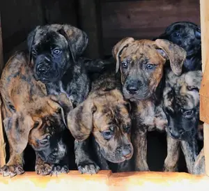 Photo - 1-3 months Male Purebred Bullmastiff