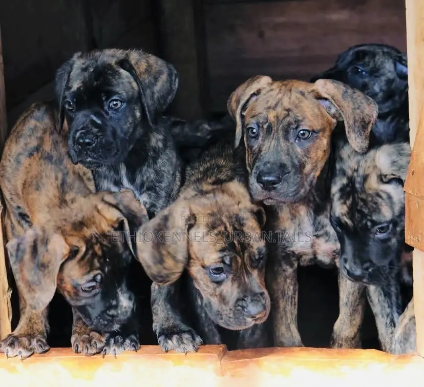 1-3 months Male Purebred Bullmastiff