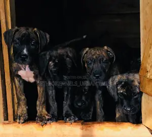 1-3 months Male Purebred Bullmastiff