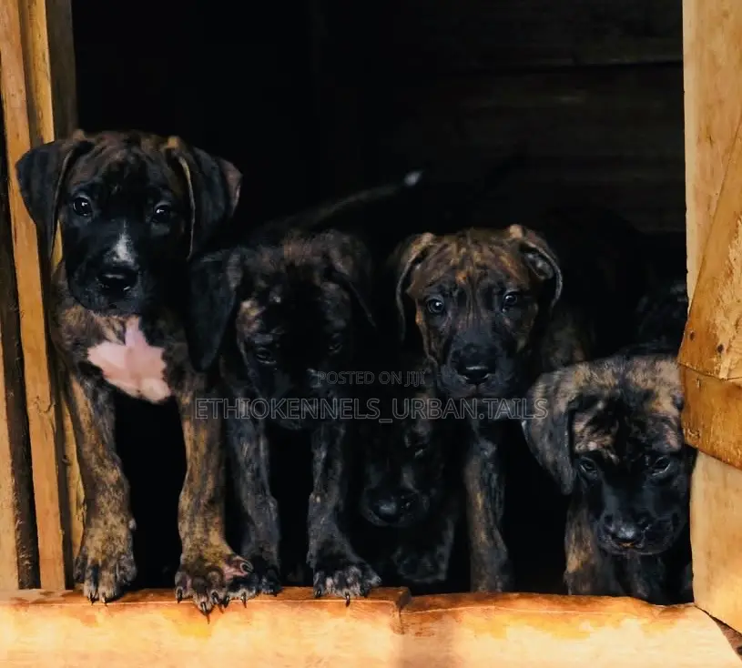 1-3 months Male Purebred Bullmastiff