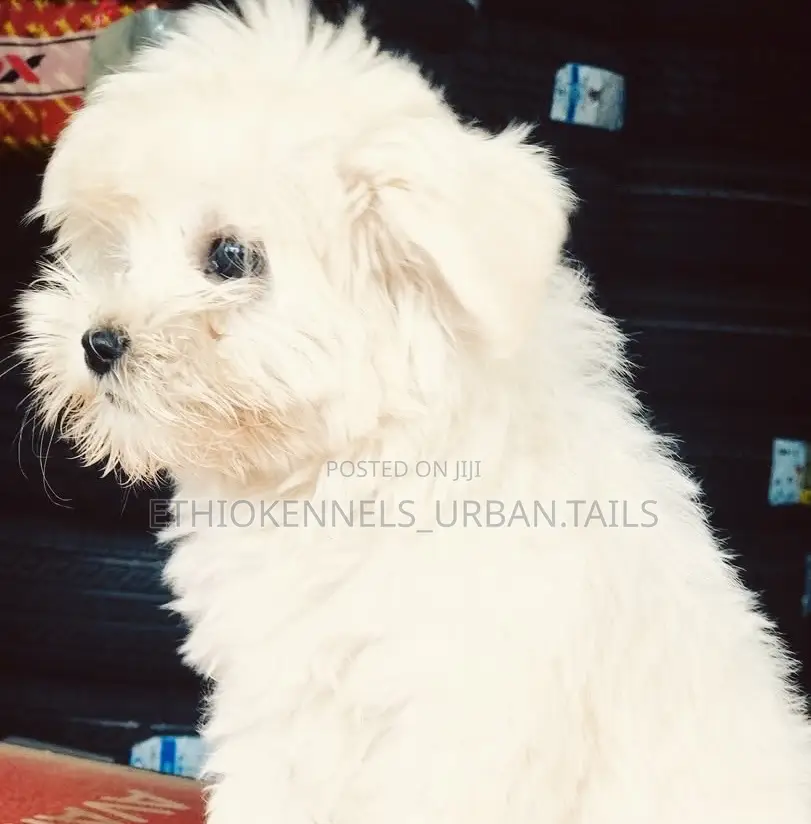 1-3 months Male Purebred Maltese