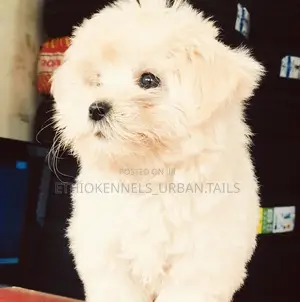 1-3 months Male Purebred Maltese