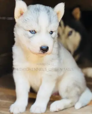 Photo - 1-3 months Male Purebred Siberian Husky