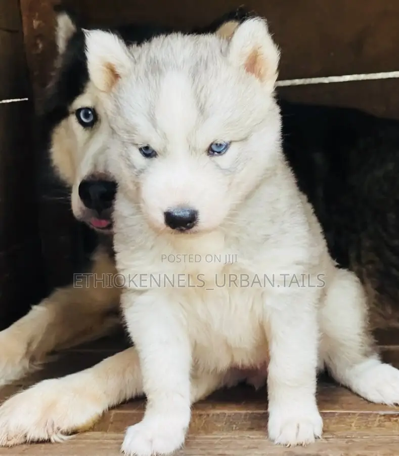 1-3 months Male Purebred Siberian Husky