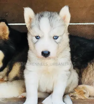 1-3 months Male Purebred Siberian Husky