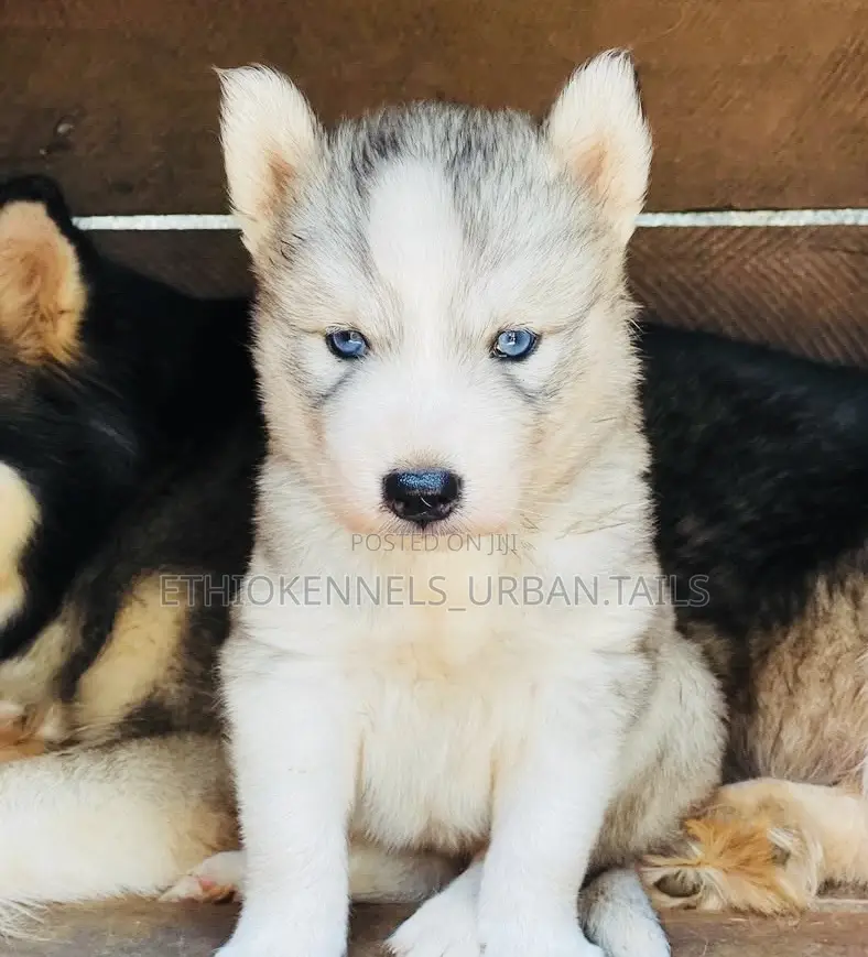 1-3 months Male Purebred Siberian Husky
