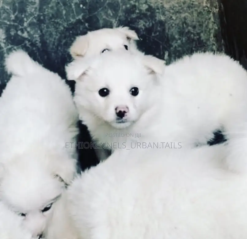 1-3 months Male Purebred Maltese