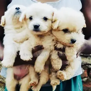 Photo - 1-3 months Male Purebred Maltese