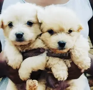 1-3 months Male Purebred Maltese