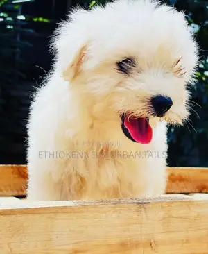 Photo - 1-3 months Male Purebred Maltese