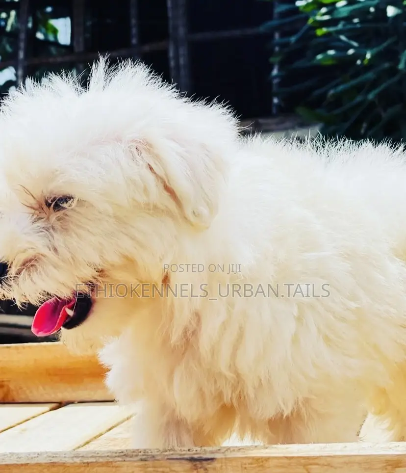 1-3 months Male Purebred Maltese