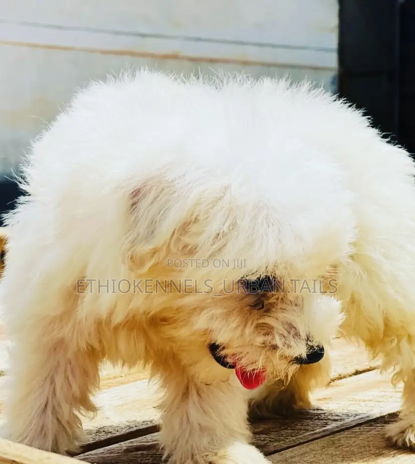 1-3 months Male Purebred Maltese