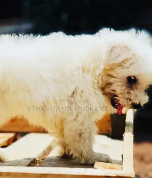1-3 months Male Purebred Maltese