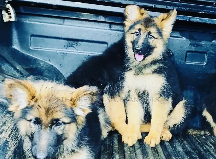 1-3 months Male Purebred German Shepherd