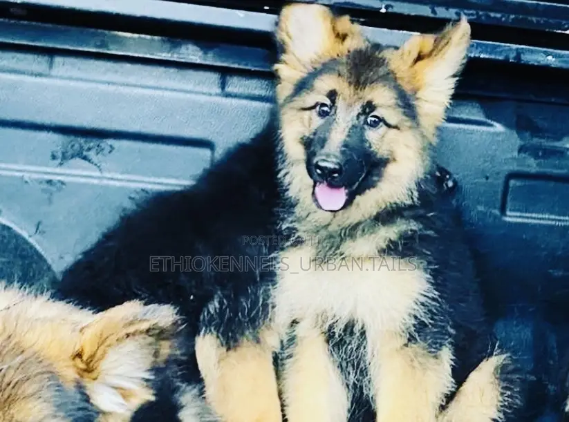 1-3 months Male Purebred German Shepherd