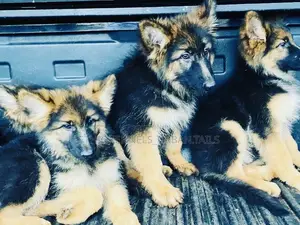 1-3 months Male Purebred German Shepherd