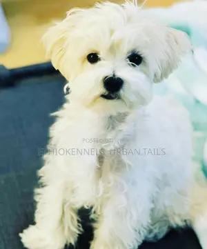 Photo - 1-3 months Male Purebred Maltese
