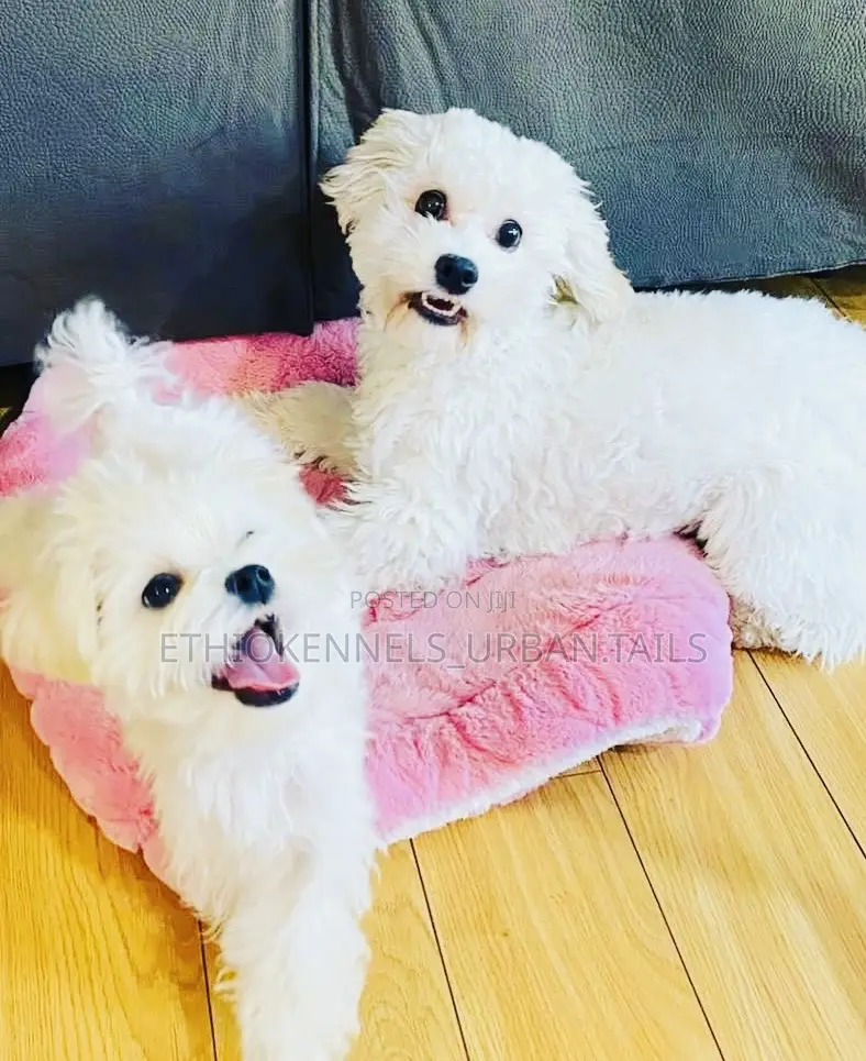 1-3 months Male Purebred Maltese