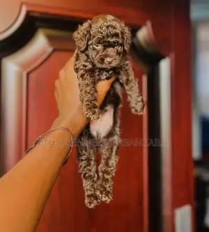 Photo - 1-3 months Male Purebred Poodle