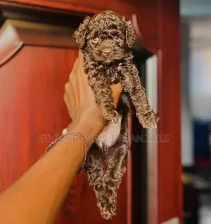 1-3 months Male Purebred Poodle
