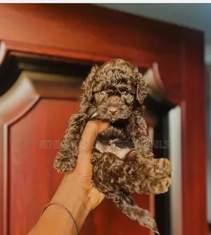 1-3 months Male Purebred Poodle