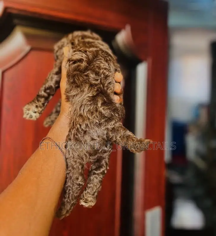 1-3 months Male Purebred Poodle