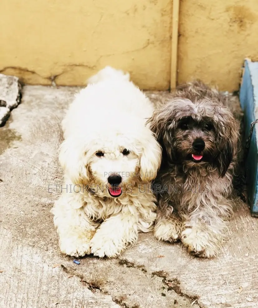 1-3 months Male Mixed Breed Maltese