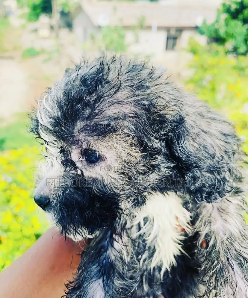 1-3 months Male Mixed Breed Maltese