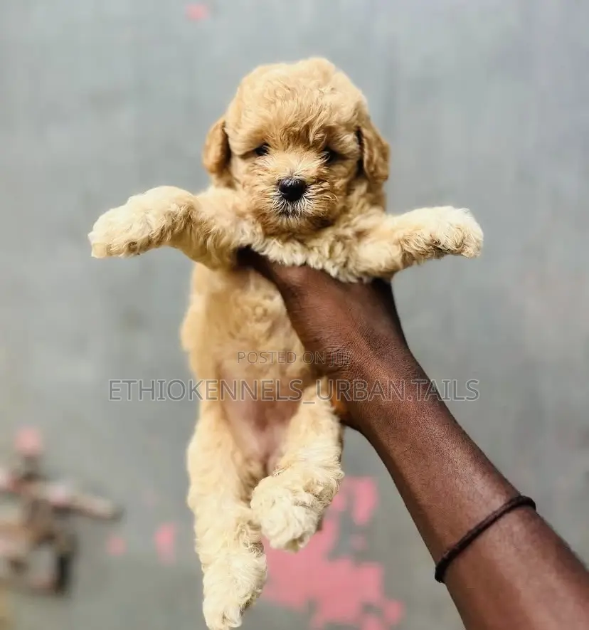 1-3 months Male Purebred Poodle