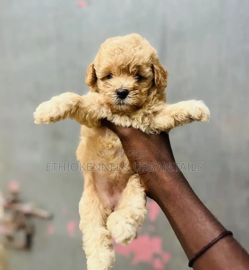 1-3 months Male Purebred Poodle