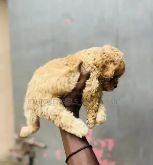 1-3 months Male Purebred Poodle