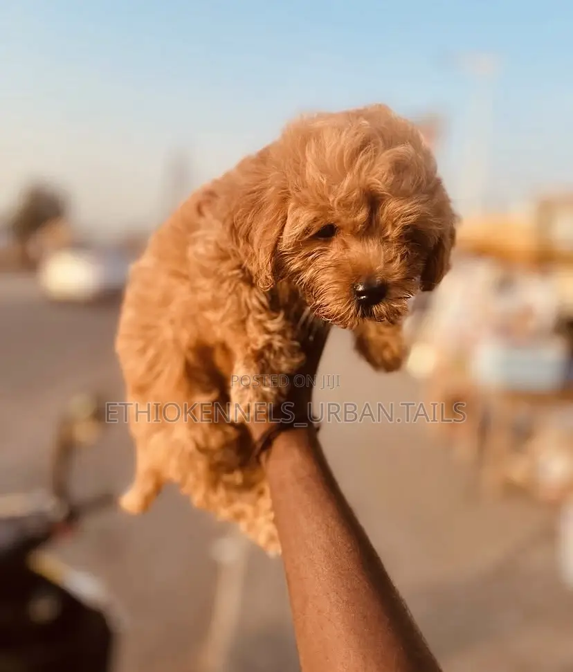 1-3 months Male Purebred Poodle