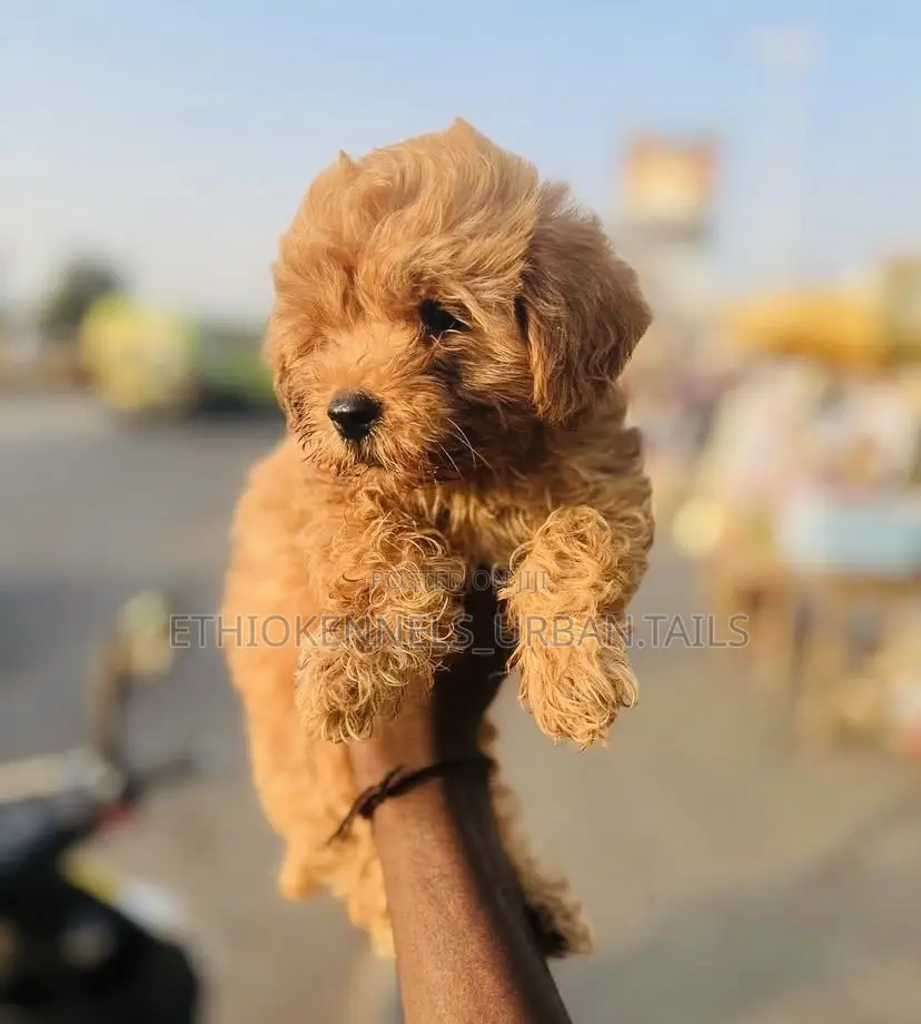 1-3 months Male Purebred Poodle