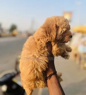 1-3 months Male Purebred Poodle