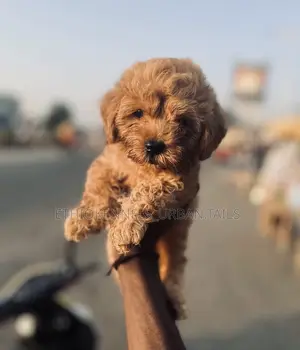 1-3 months Male Purebred Poodle