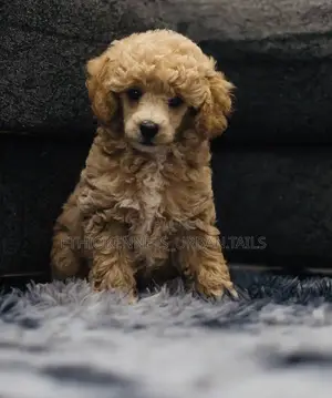 Photo - 1-3 months Male Purebred Poodle