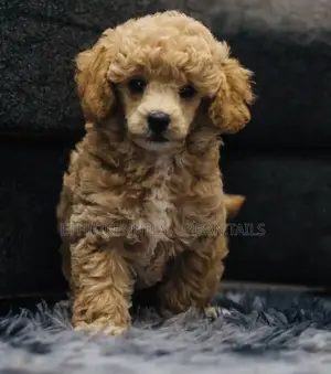 1-3 months Male Purebred Poodle