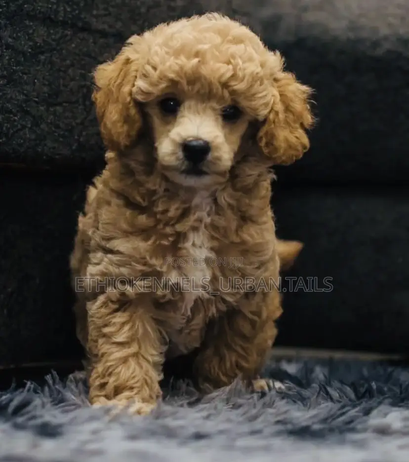 1-3 months Male Purebred Poodle