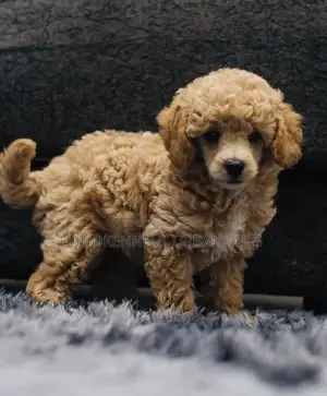 1-3 months Male Purebred Poodle