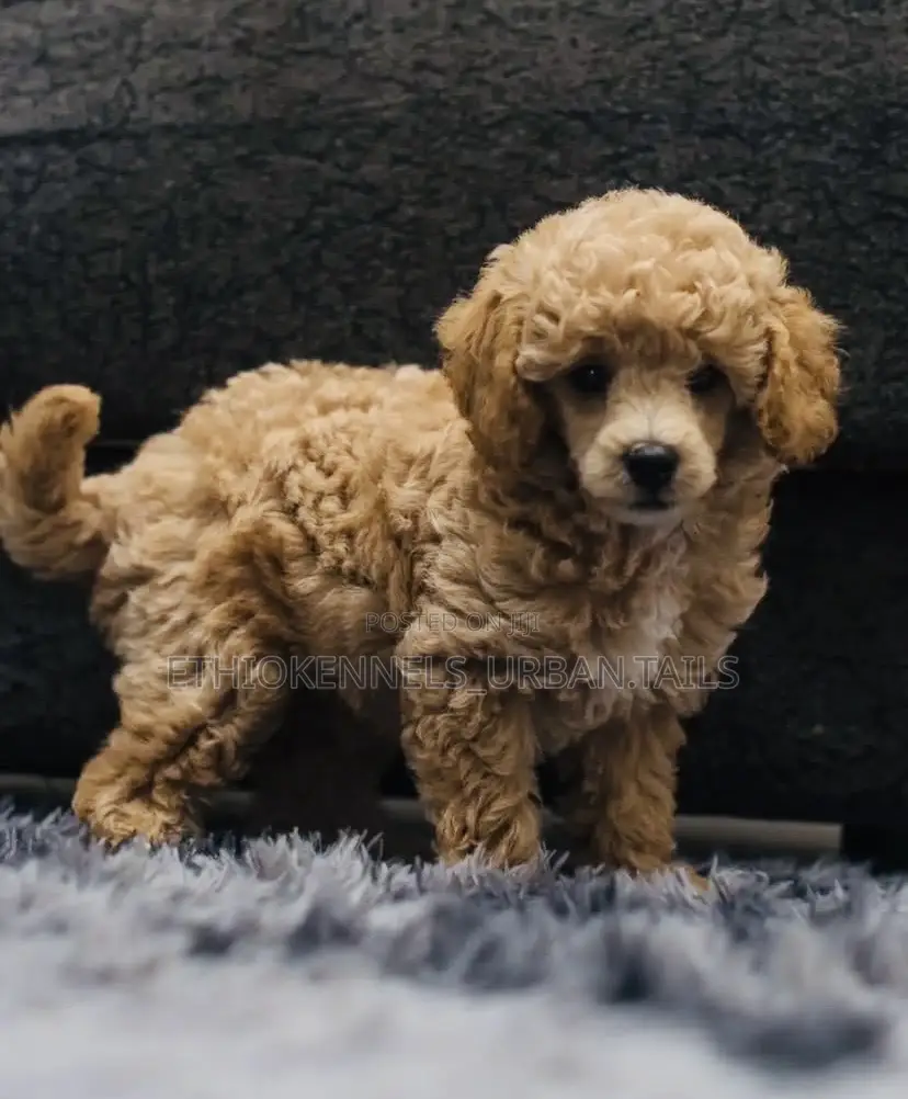1-3 months Male Purebred Poodle