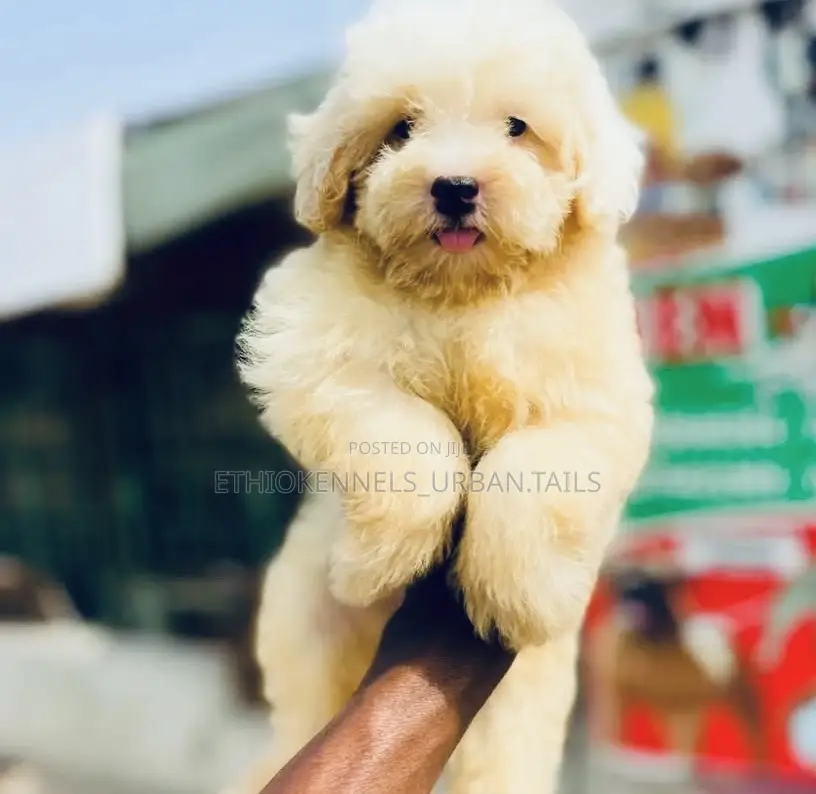 1-3 months Male Purebred Maltese