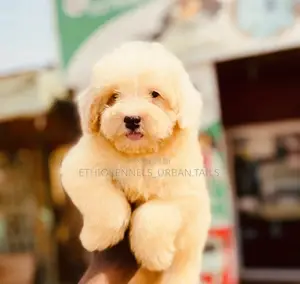 1-3 months Male Purebred Maltese