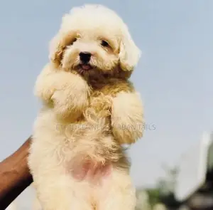 1-3 months Male Purebred Maltese