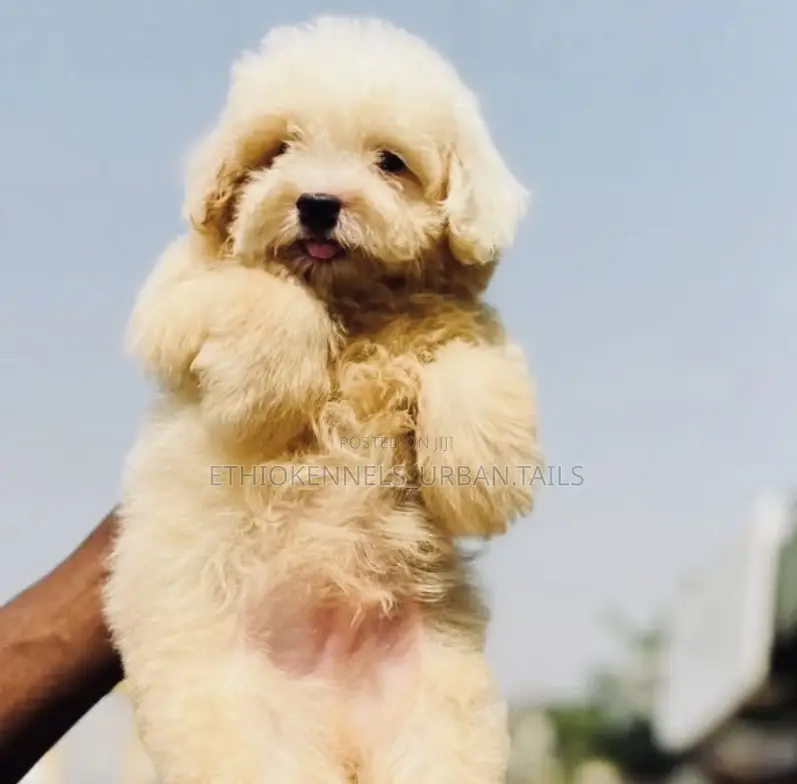 1-3 months Male Purebred Maltese