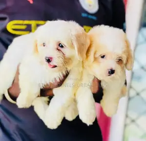 Photo - 1-3 months Male Purebred Maltese