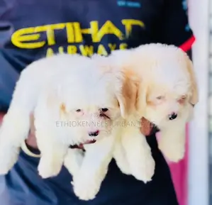 1-3 months Male Purebred Maltese