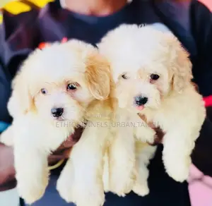 1-3 months Male Purebred Maltese