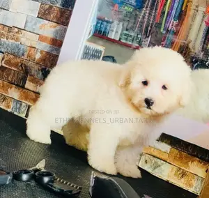 Photo - 1-3 months Male Purebred Maltese